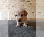 Small Photo #7 Labrador Retriever Puppy For Sale in DUNN, NC, USA
