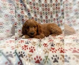 Medium Goldendoodle