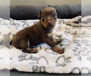 Miniature Pinscher Puppy for sale in SUMMERVILLE, SC, USA