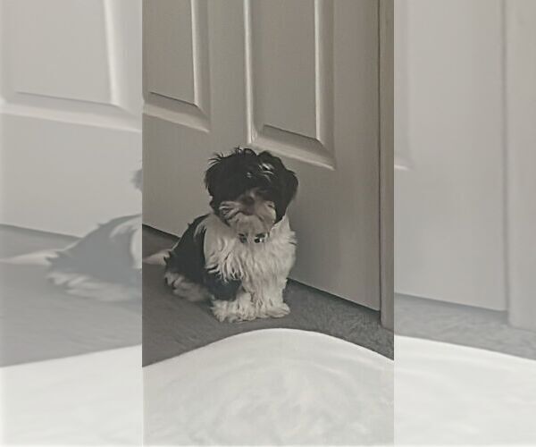 Medium Photo #3 Shih Tzu Puppy For Sale in DAVENPORT, FL, USA