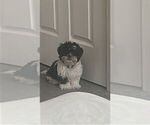 Small #2 Shih Tzu