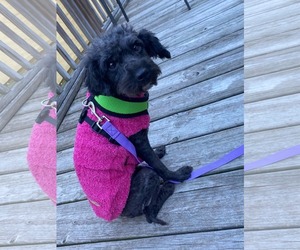 Poodle (Miniature)-Poodle (Standard) Mix Dogs for adoption in Holly Springs, NC, USA