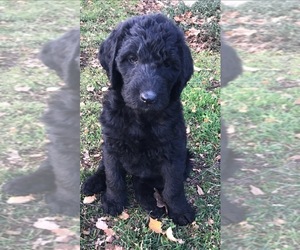 Labradoodle Puppy for sale in LIBERAL, OR, USA