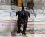 Small #3 Bearded Collie Mix