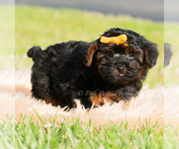 Medium Photo #11 Maltipoo (Toy) Puppy For Sale in WARSAW, IN, USA