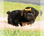 Small Photo #11 Maltipoo (Toy) Puppy For Sale in WARSAW, IN, USA