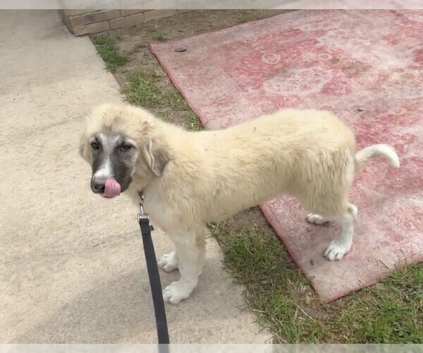 Medium Photo #2 Great Pyrenees Puppy For Sale in Harrison, AR, USA
