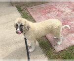 Small #1 Great Pyrenees