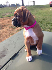 Boxer Puppy for sale in CHAMBERSBURG, PA, USA