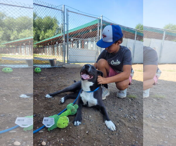 Medium Photo #2 American Staffordshire Terrier-Unknown Mix Puppy For Sale in Monte Vista, CO, USA
