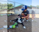 Small #1 American Staffordshire Terrier Mix