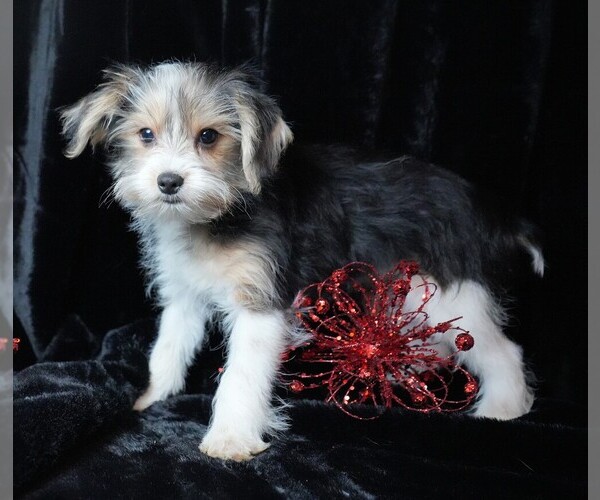 Medium Photo #2 Morkie Puppy For Sale in ROCK VALLEY, IA, USA