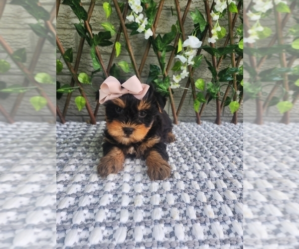 Medium Photo #2 Morkie Puppy For Sale in INDIANAPOLIS, IN, USA