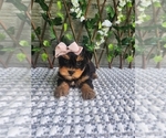 Small #1 Morkie