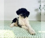 Small #1 Bernedoodle (Miniature)