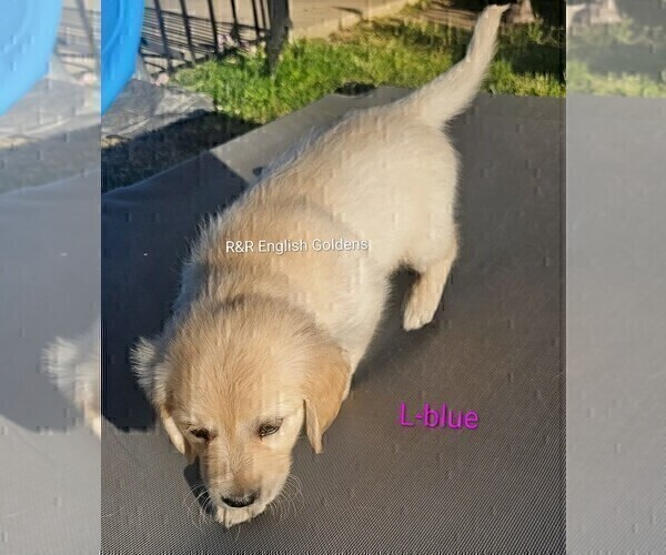 Medium Photo #12 English Cream Golden Retriever Puppy For Sale in BROWNSTOWN, MI, USA