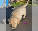 Small #11 English Cream Golden Retriever