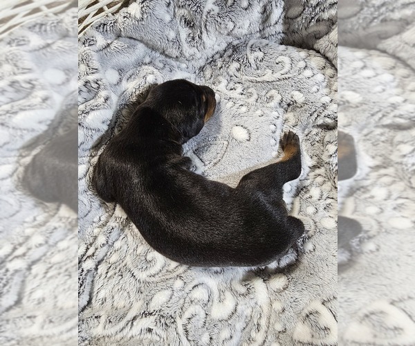 Medium Photo #4 Doberman Pinscher Puppy For Sale in COTTON, MN, USA