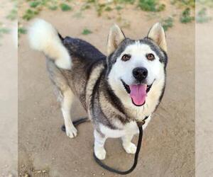 Siberian Husky Dogs for adoption in Long Beach, CA, USA