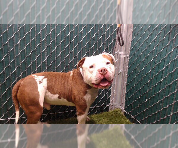 Medium Photo #1 Mutt Puppy For Sale in Downey, CA, USA