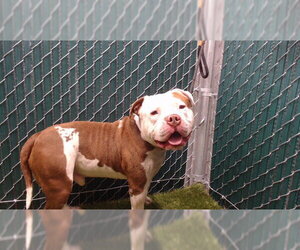 Mutt Dogs for adoption in Downey, CA, USA