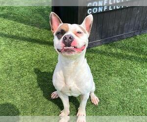 Staffordshire Bull Terrier-Unknown Mix Dogs for adoption in Orange, CA, USA