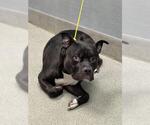 Small Mutt