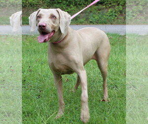 Unknown-Weimaraner Mix Dogs for adoption in Prattville, AL, USA