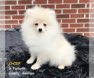 Pomeranian Puppy for sale in DAWSONVILLE, GA, USA