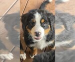 Small #5 Bernese Mountain Dog