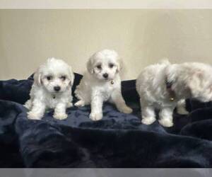 Maltipoo Puppy for sale in BRYAN, TX, USA