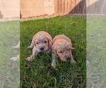 Small #2 Golden Retriever