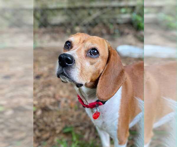 Medium Photo #7 Beagle Puppy For Sale in Dunnellon, FL, USA