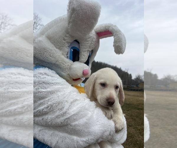 Medium Photo #3 Labrador Retriever Puppy For Sale in NEOLA, WV, USA