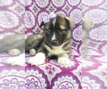 Small Photo #6 Siberian Husky Puppy For Sale in LANCASTER, PA, USA