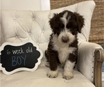 Small Photo #4 Aussiedoodle Puppy For Sale in FRANKLINTON, LA, USA