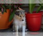 Small Photo #3 Shetland Sheepdog Puppy For Sale in GREENWOOD, WI, USA