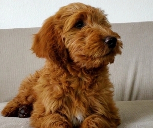 Goldendoodle Puppy for sale in LAS VEGAS, NV, USA