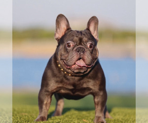 French Bulldog Puppy for sale in DESOTO, TX, USA