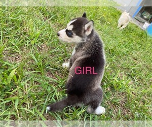 Siberian Husky Puppy for sale in ORLANDO, FL, USA