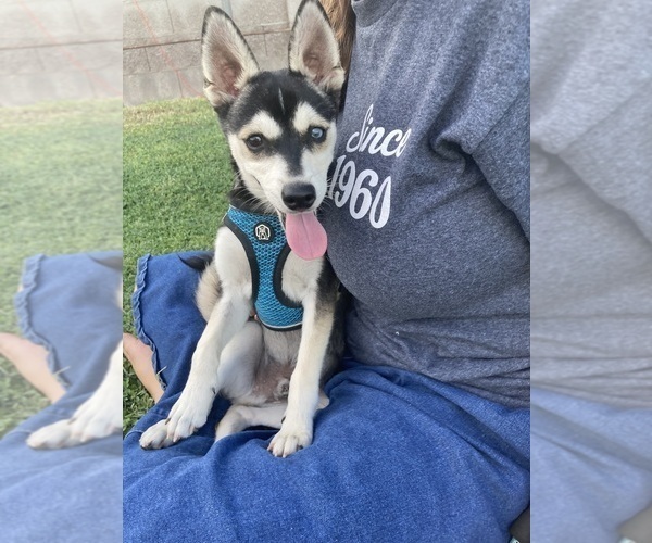 Medium Photo #2 Alaskan Klee Kai Puppy For Sale in GLENDALE, AZ, USA