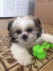 Shih Tzu Puppy for sale in VINELAND, NJ, USA