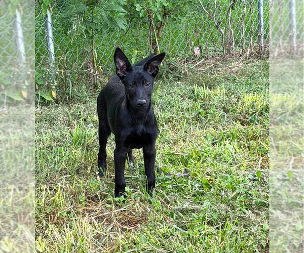 Medium Photo #10 Mutt Puppy For Sale in Imlay City, MI, USA