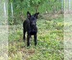Small #9 Mutt