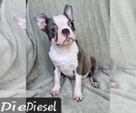 Puppy Diesel Boston Terrier