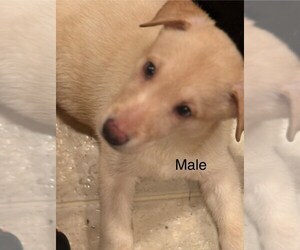 Labsky Dogs for adoption in Evansville, IN, USA