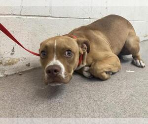 Bullboxer Pit Dogs for adoption in San Bernardino, CA, USA