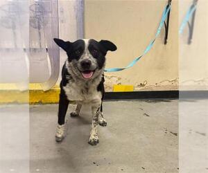 Mutt Dogs for adoption in Camarillo, CA, USA