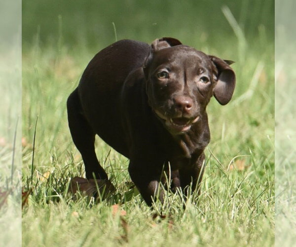 Medium Photo #9 Chocolate Labrador retriever-Pointer Mix Puppy For Sale in Mechanicsburg, PA, USA
