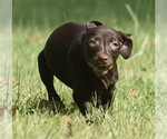 Small Photo #9 Chocolate Labrador retriever-Pointer Mix Puppy For Sale in Mechanicsburg, PA, USA